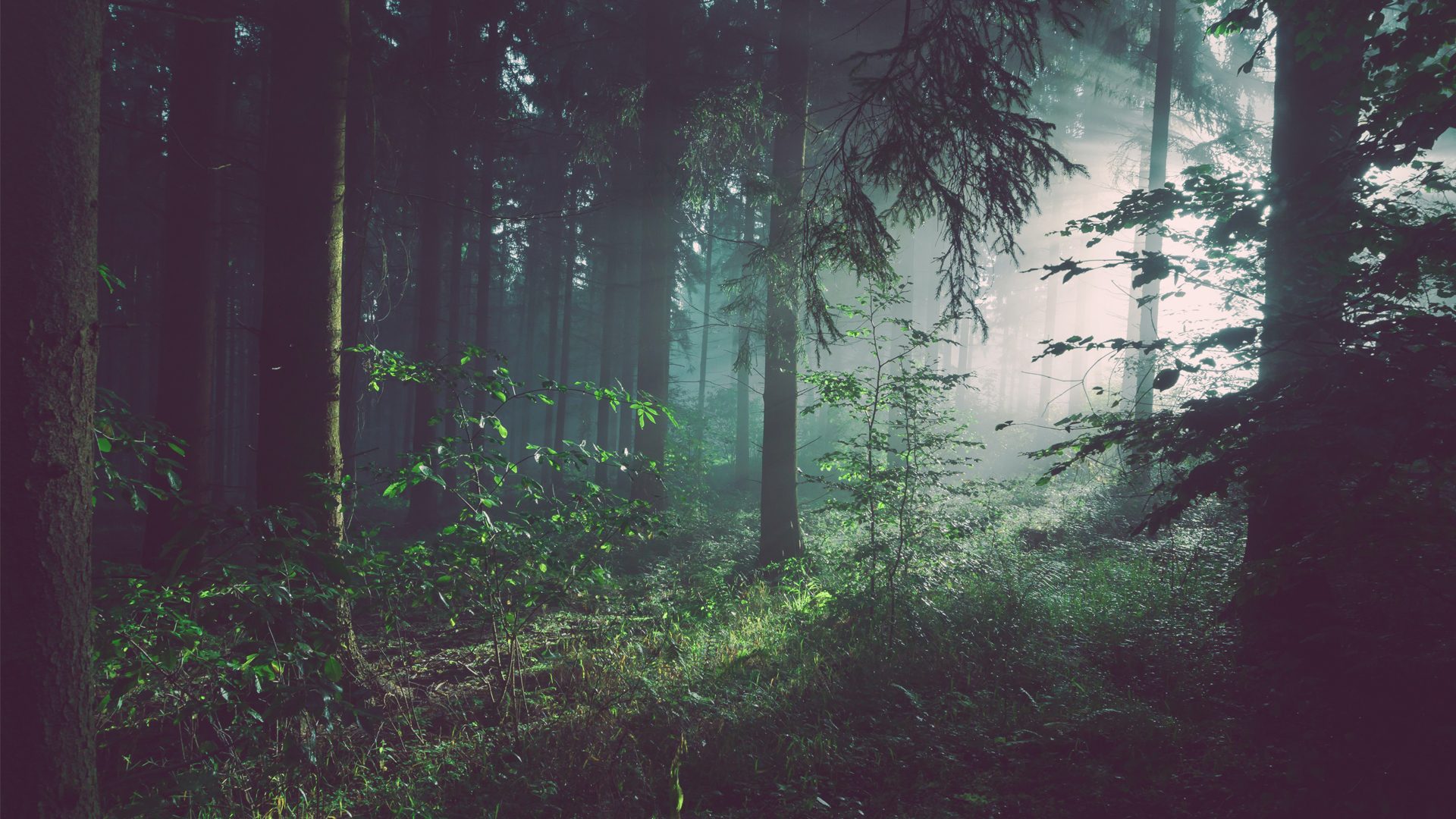 Usvainen metsä, jonka puiden läpi siivilöityy valoa