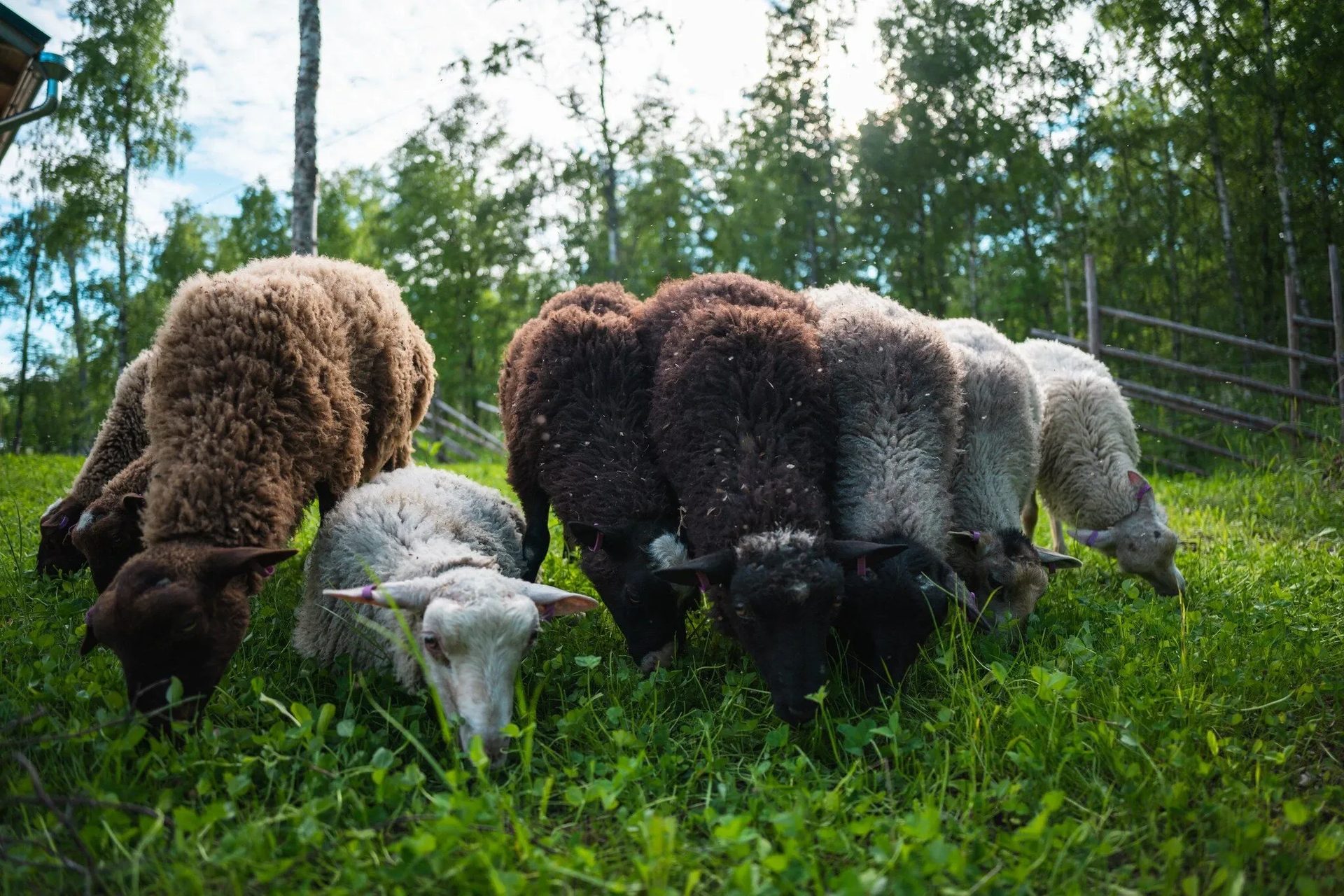 Brown and white sheep grazing on grass