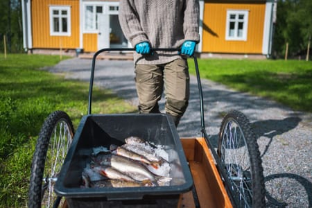 Caught fish in a cart in front of a yellow house