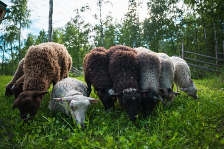 Flock of sheep grazing on green grass in a pen