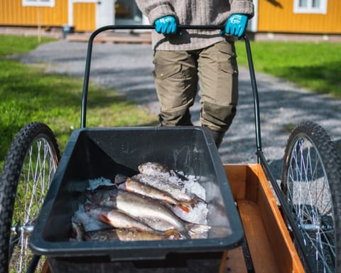 Cart with a tub of fish on ice