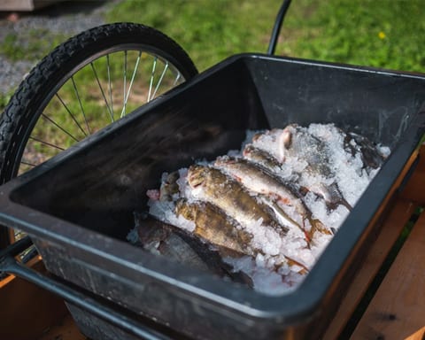 Caught fish on crushed ice in a cart box