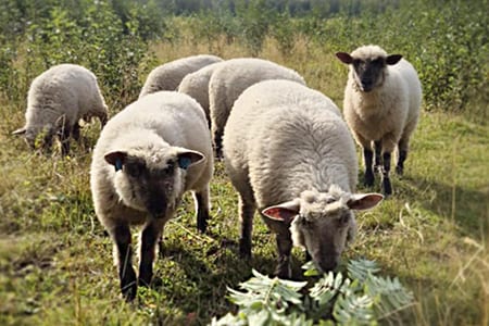 Lammaslauma laiduntaa heinikossa